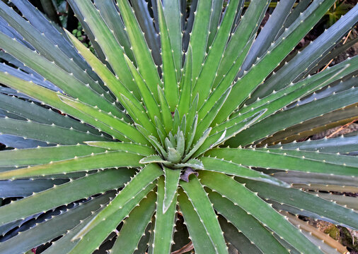 Plant with thorny leaves (Dyckia encholirioides) on garden