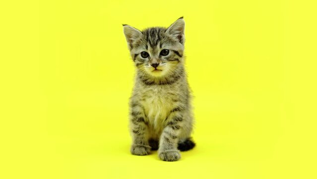 Dragon Li kitten meows against multicolored background
