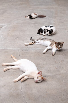 Una pandilla de gatos tumbados descansan en una calle.