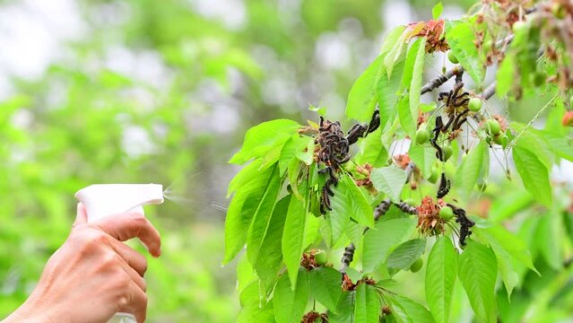 Woman diligently sprays insecticide on Caterpillars Infesting a Cherry Tree, springtime, South of France, Pest management concept