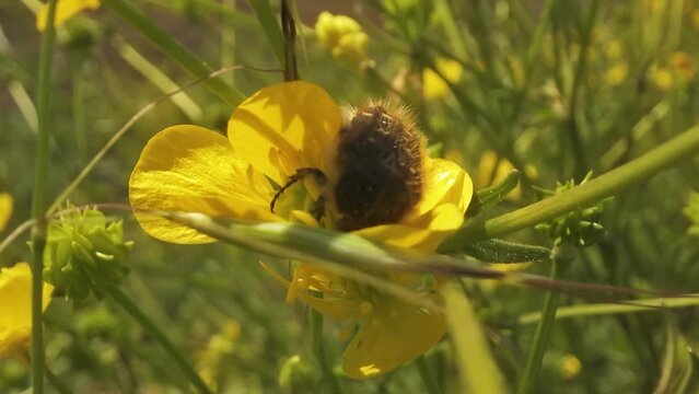 Tropinota hirta sitting inside a yellow flower