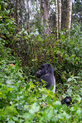 Silverback gorilla with baby, in Bwindi Impenetrable Forest National Park © MelissaMN