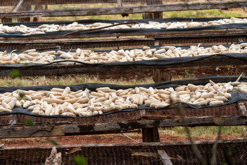 Corn Maize farming in Kenya, Africa. Corn husks are drying in pans in the sunshine after harvesting