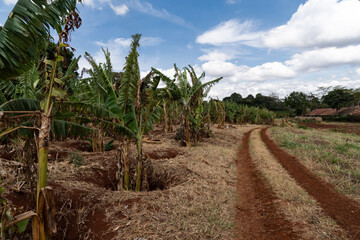 Rows of banana trees at a plantation farm in Kenya, Africa