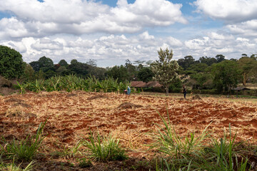 Workers in a field harvesting banana plantains at a plantation farm in Kenya, Africa