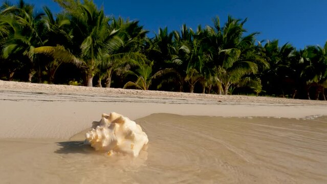 Conch shell on golden tropical sand with waves lapping against it while green palm trees and blue sky are in the background