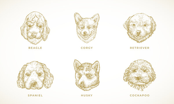 Dog Breeds Illustrations Collection. Hand Drawn Spaniel, Corgy, Beagle, Retriever and Husky Puppy Dogs Face Sketches Set. Engraving style drawings Isolated