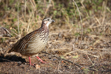 Schopffrankolin / Crested francolin / Francolinus sephaena