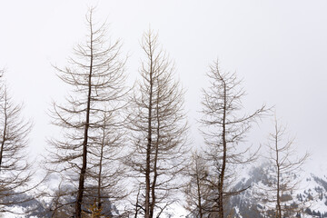 Lärche ohne Nadeln in Frühling.