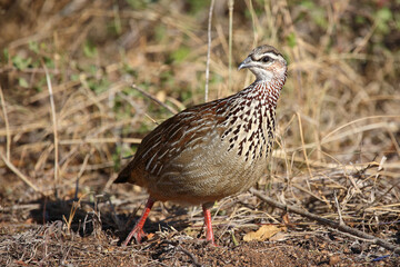 Schopffrankolin / Crested francolin / Francolinus sephaena