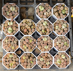 Lithops (Living stone), Cactus on flower pot