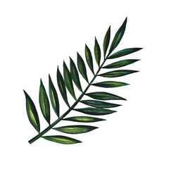 Tropical palm branch. Isolated on white background. Watercolor hand drawn illustration. Designed for flyers, banners and postcards. For invitations, posters and labels. for stickers and prints.