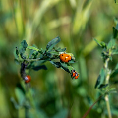 Ecological pest control: ladybug (Coccinella septempunctata) hunting and eating aphids on the field