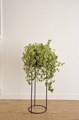 planta folhagem verde em vaso com parede branca ao fundo 