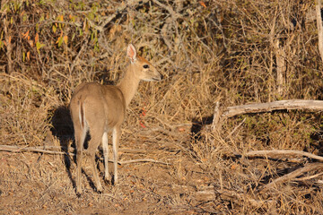 Kronenducker / Common duiker / Sylvicapra grimmia