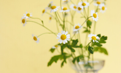 soft selective focus, blooming daisies in glass vase on yellow background. still life composition of white flowers. florist plant care. gift for birthday and mother's day, March 8. cute wildflowers