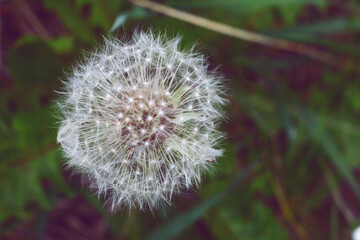 dandelion. close-up