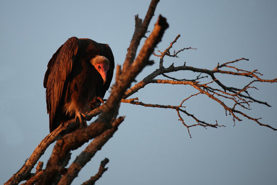 Kappengeier / Hooded vulture / Necrosyrtes monachus.