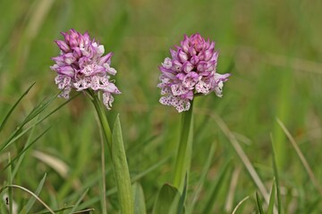 Fototapeta premium Dreizähniges Knabenkraut (Neotinea tridentata)