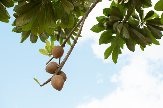 Tropical fruit Mamey on the tree branch on the blue sky background. 