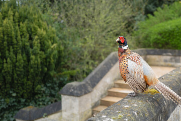 Isolated view of an almost tame cock Pheasant bird seen in the grounds of a once stately home in the UK.
