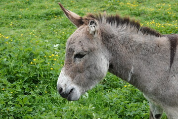 Un âne à une oreille coupée broute de l'herbe