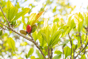 Synsepalum dulcificum.  miracle fruit, miracle berry, miraculous berry, sweet berry. Tropical fruits growing on a branch. The fruit changes the sour taste to sweet
