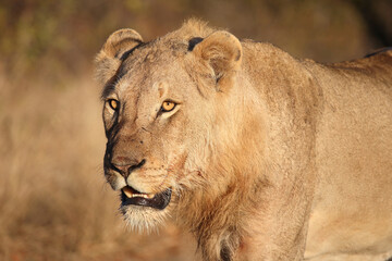 Afrikanischer Löwe / African lion / Panthera leo.
