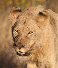 Afrikanischer Löwe / African lion / Panthera leo.