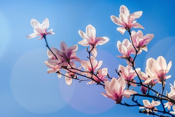 Kwitnące magnolie, wiosenny poranek, niebieskie niebo, miejsce na tekst. - obrazy, fototapety, plakaty