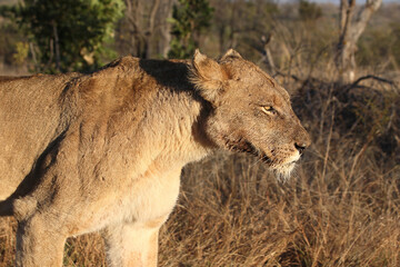 Afrikanischer Löwe / African lion / Panthera leo.