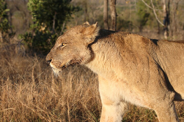 Afrikanischer Löwe / African lion / Panthera leo.