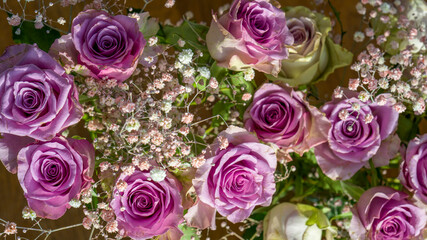 Rosa Rosen