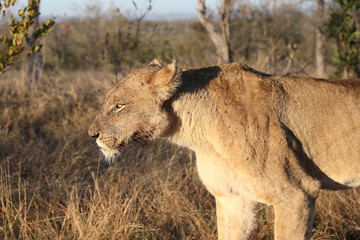 Afrikanischer Löwe / African lion / Panthera leo.