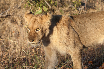 Afrikanischer Löwe / African lion / Panthera leo..