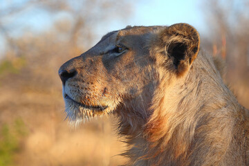 Afrikanischer Löwe / African lion / Panthera leo.