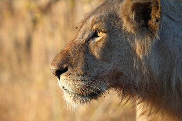Afrikanischer Löwe / African lion / Panthera leo.