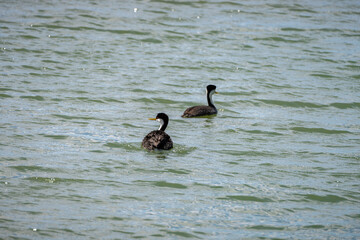 Gilbert Riparian Preserve in Central Arizona, USA, America.