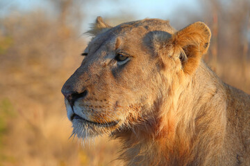 Afrikanischer Löwe / African lion / Panthera leo.