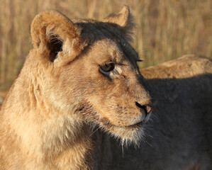 Afrikanischer Löwe / African lion / Panthera leo.