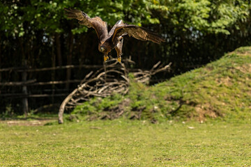 Golden eagle