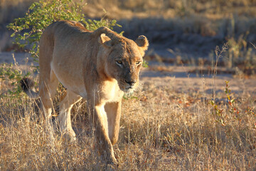 Afrikanischer Löwe / African lion / Panthera leo.