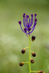 A tassel hyacinth or tassel grape hyacinth with soft green background. Springtime in Greece. Leopoldia comosa or Muscari comosum.