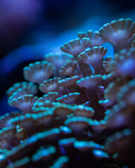 coral reef in aquarium
