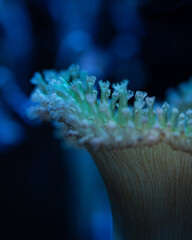 coral reef in aquarium