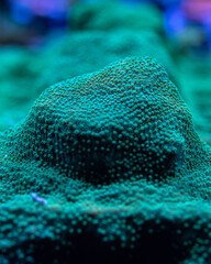 underwater scene with reef