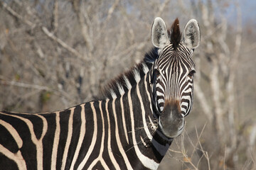 Naklejka premium Steppenzebra / Burchell's zebra / Equus quagga burchellii