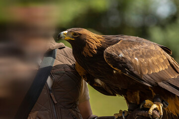 Golden eagle