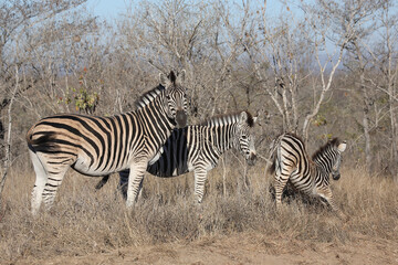 Obraz na płótnie Canvas Steppenzebra / Burchell's zebra / Equus quagga burchellii.