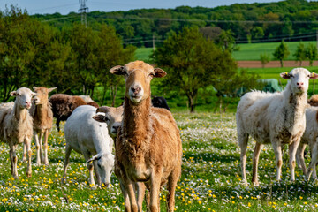 Kleine Herde Schafe grasen auf der Weide